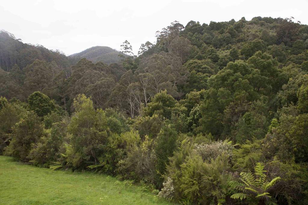 Tall Trees Eco Retreat - Blackwood Cottage Apollo Bay Extérieur photo