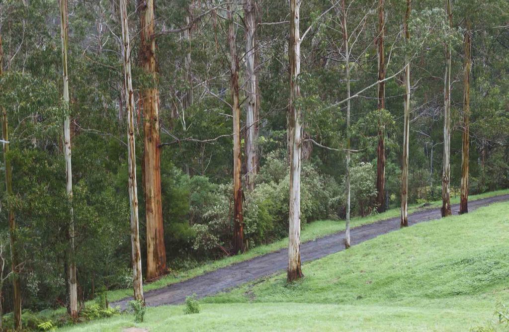 Tall Trees Eco Retreat - Blackwood Cottage Apollo Bay Extérieur photo