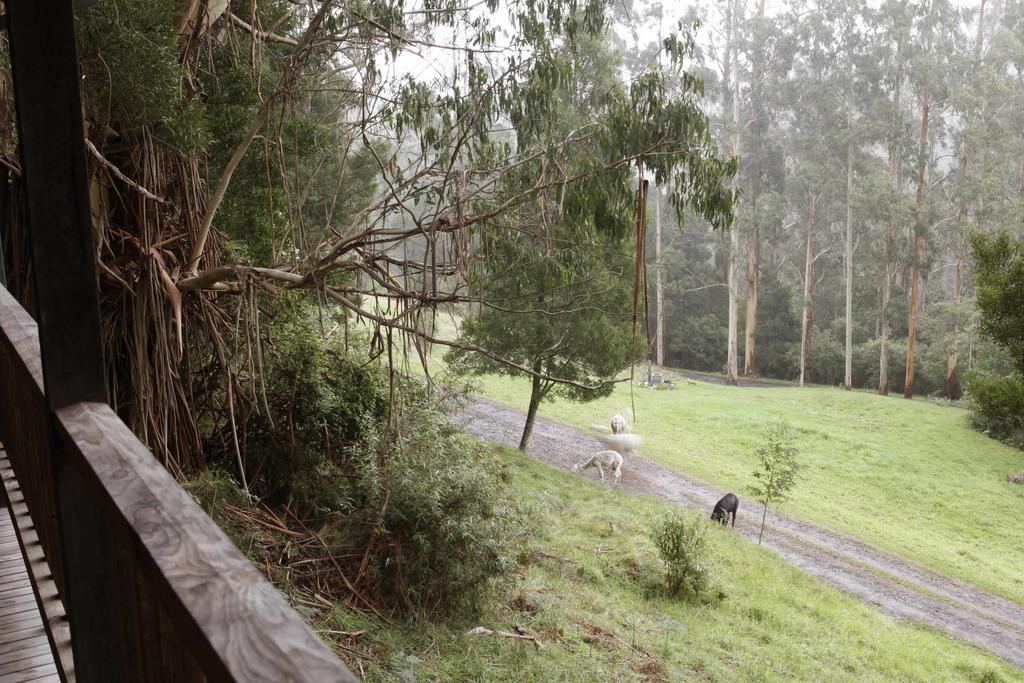 Tall Trees Eco Retreat - Blackwood Cottage Apollo Bay Extérieur photo