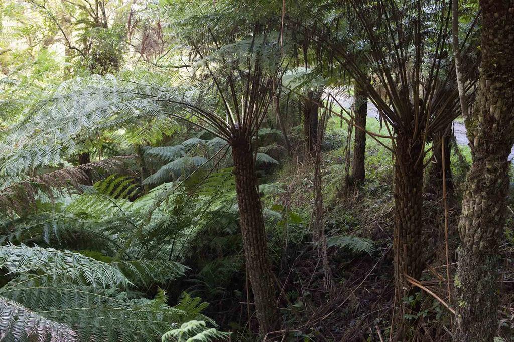 Tall Trees Eco Retreat - Blackwood Cottage Apollo Bay Extérieur photo
