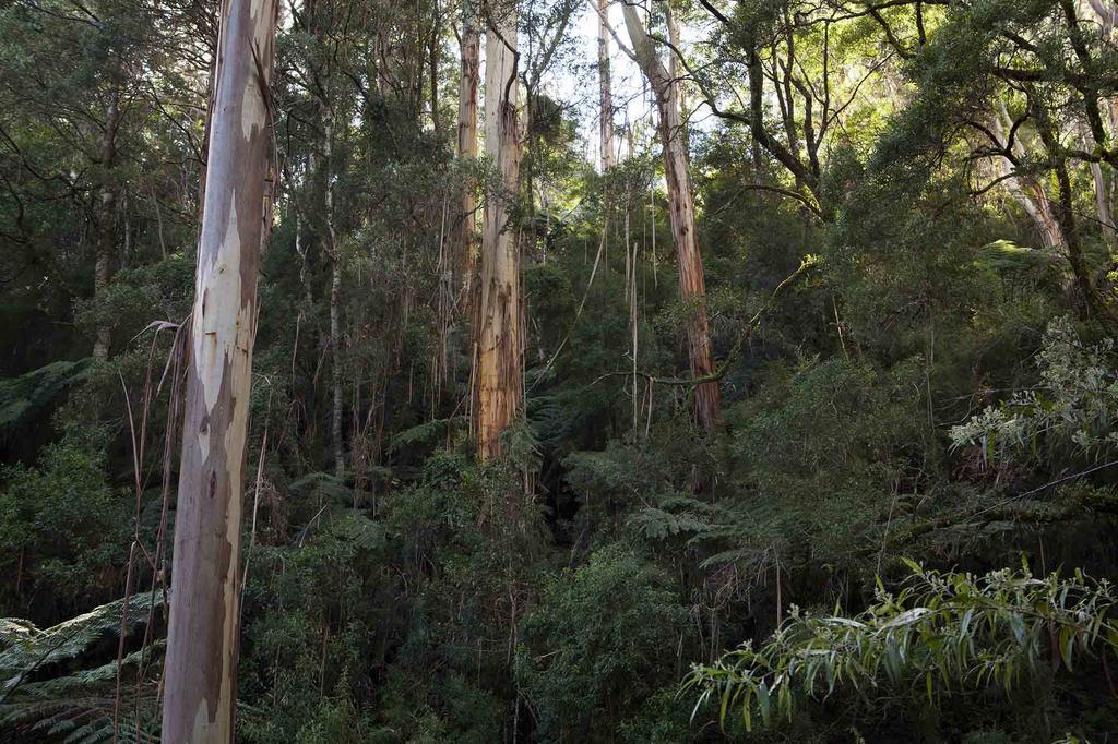 Tall Trees Eco Retreat - Blackwood Cottage Apollo Bay Extérieur photo